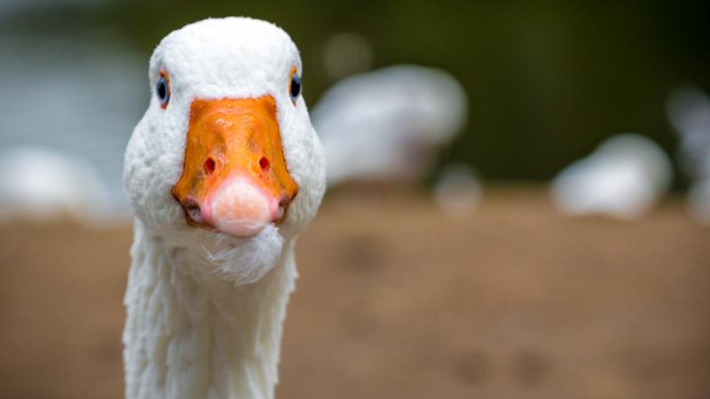 Bár már egy hónapja nem tapasztaltak új megbetegedéseket, a francia hatóságok továbbra is fenntartják a magas készültséget. Az Agro Napló jelentése szerint a helyzet folyamatos figyelmet igényel.