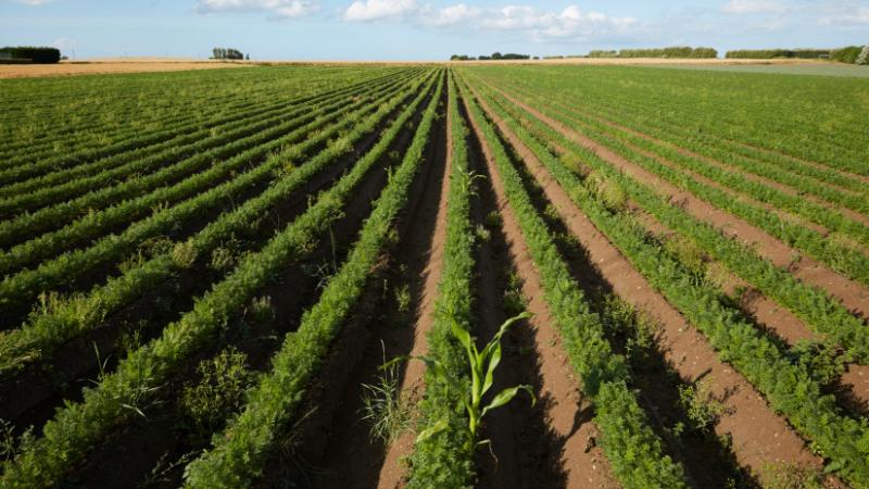 Fedezd fel a hollandok ambiciózus elképzeléseit: ezek a gépek forradalmi átalakulást ígérnek a mezőgazdaságban - Agro Napló.