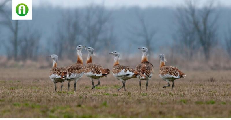 Különleges jubileumot ünnepel a Kiskunsági Nemzeti Park, amely számos izgalmas programmal készül az érdeklődők számára. Látogass el a parkba, és fedezd fel a természet csodáit, miközben részt vehetsz változatos eseményeken!