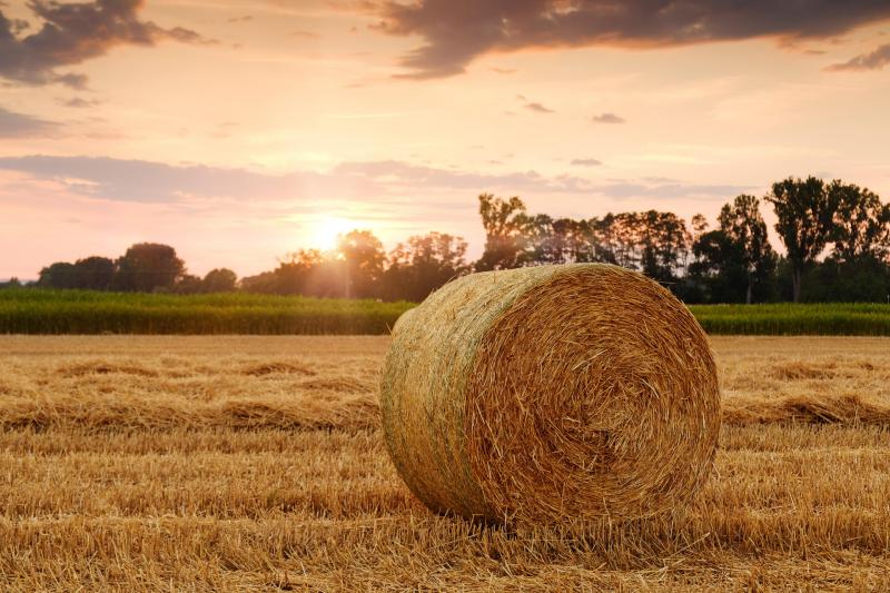 A vis maior szabályok átalakulása: Új irányvonalak az Agrotrend világában

Az utóbbi időszakban jelentős módosítások történtek a vis maior szabályozásában, amelyek hatással vannak a mezőgazdasági szektorra is. Az Agrotrend keretein belül vizsgáljuk meg, m