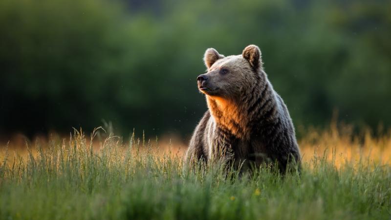 Feszült hangulat uralkodik a szlovákiai barnamedve-kilövések körül, ahol a természetvédők és a vadászok ellentétes álláspontja éles vitákhoz vezetett. A barnamedvéket érintő döntések nem csupán a faunát, hanem a helyi közösségeket is megosztják, hiszen so