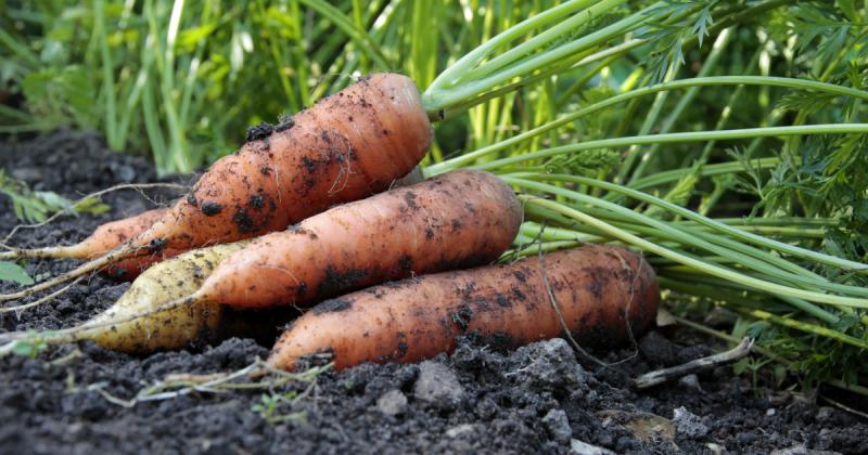 Egy tudós annyira elmerült a sárgarépalé ízletes világában, hogy végül szó szerint „halálra itta” magát vele. A kísérletezés szenvedélye annyira magával ragadta, hogy a végén már csak a sárgarépa édes íze és élénk narancssárga színe maradt a gondolataiban
